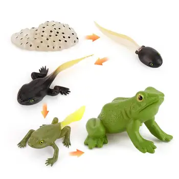 Predškolské vzdelávanie dodávky simulácie zvieracích životného cyklu modelu zvierat cyklu rastu vzdelávania žaba hračka sada